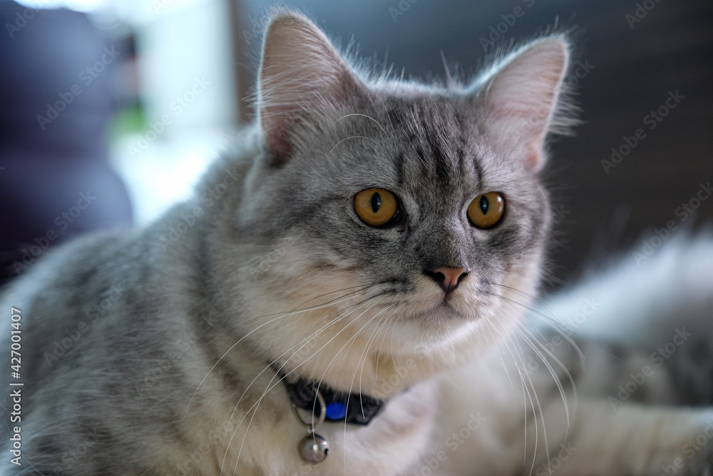 Elegant portrait of a Maine coon cat looking to the right Elegant portrait of a Maine coon cat looking to the right