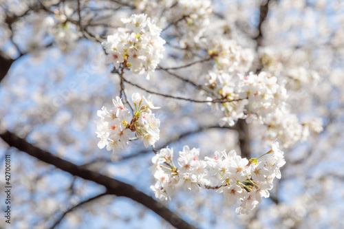 Cherry blossom in Tokyo