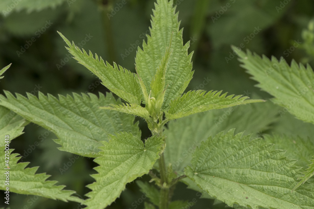 Urtica sp nettles stinging plant with sharp acid-filled spines of deep green color with ribs serrated edge of the leaf on deep green background Urtica sp nettles stinging plant with sharp acid-filled spines of deep green color with ribs serrated edge of the leaf on deep green background