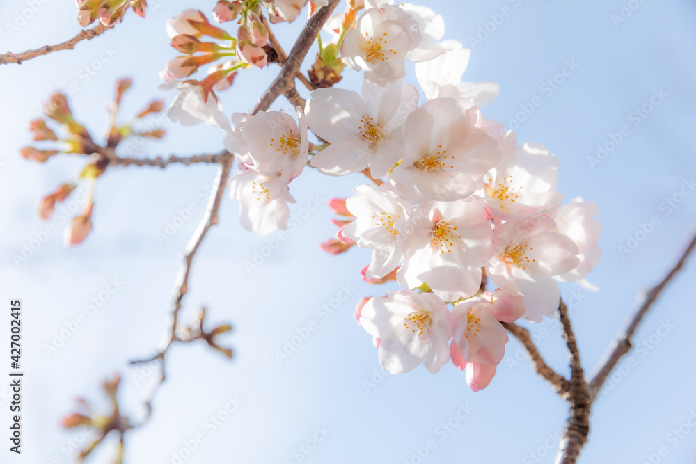 Obraz premium Cherry blossom in Tokyo