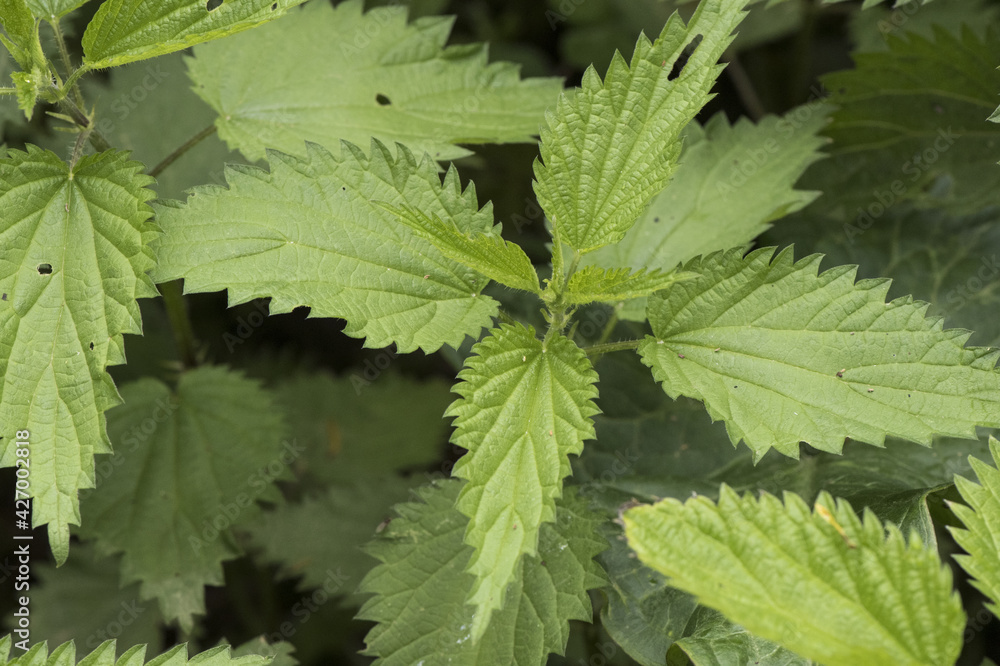 Urtica sp nettles stinging plant with sharp acid-filled spines of deep green color with ribs serrated edge of the leaf on deep green background Urtica sp nettles stinging plant with sharp acid-filled spines of deep green color with ribs serrated edge of the leaf on deep green background