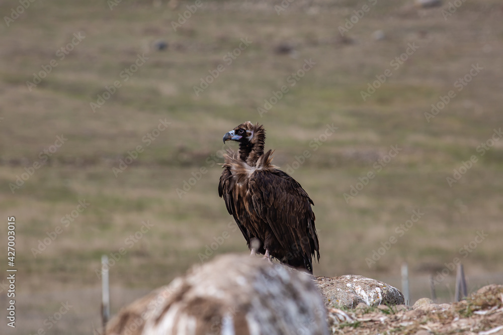 Fototapeta premium Cinereous Vulture, (Aegypius monachus) in its natural habitat. Wildlife.