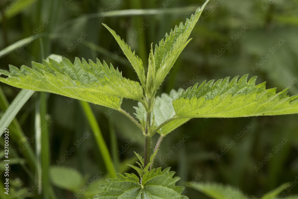 Urtica sp nettles stinging plant with sharp acid-filled spines of deep green color with ribs serrated edge of the leaf on deep green background Urtica sp nettles stinging plant with sharp acid-filled spines of deep green color with ribs serrated edge of the leaf on deep green background