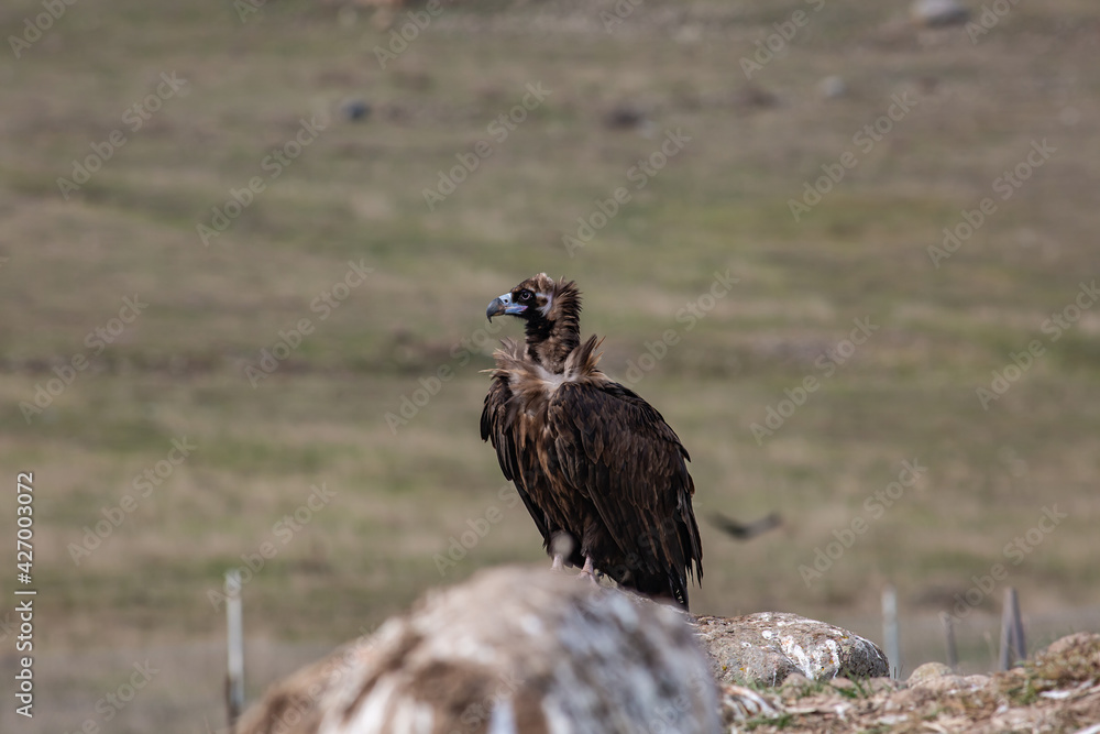 Fototapeta premium Cinereous Vulture, (Aegypius monachus) in its natural habitat. Wildlife.