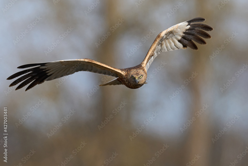 Western marsh harrier (Circus aeruginosus) Western marsh harrier (Circus aeruginosus)