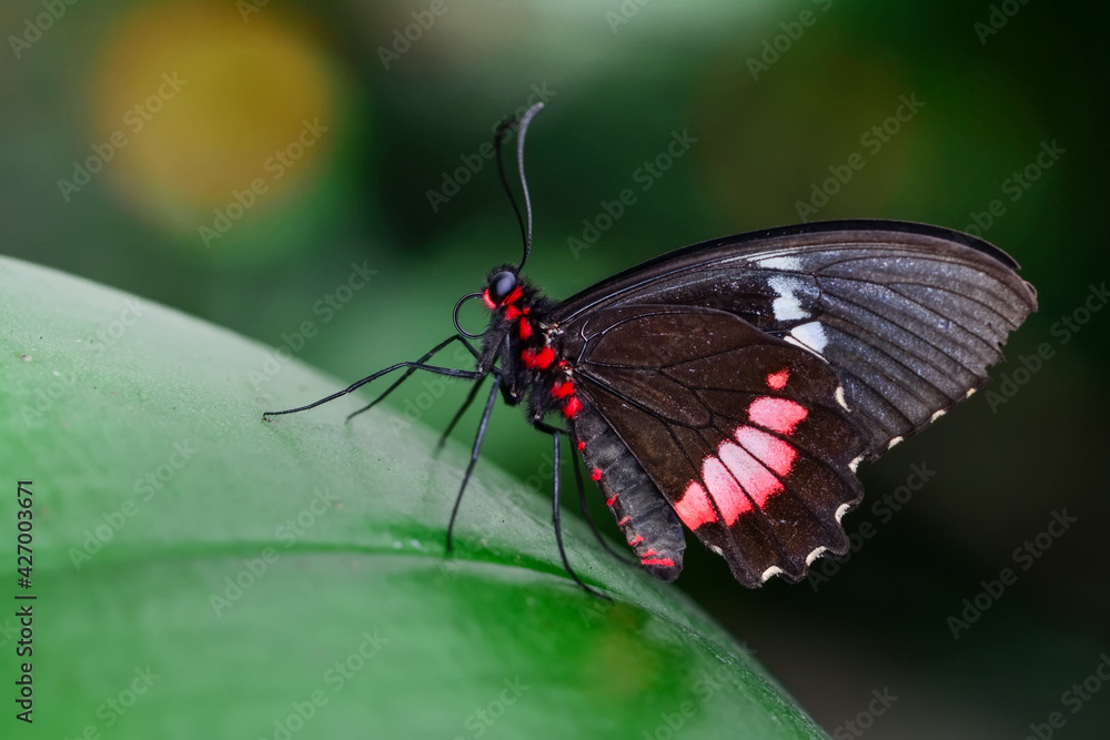 Macro shots, Beautiful nature scene. Closeup beautiful butterfly sitting on the flower in a summer garden. Macro shots, Beautiful nature scene. Closeup beautiful butterfly sitting on the flower in a summer garden.