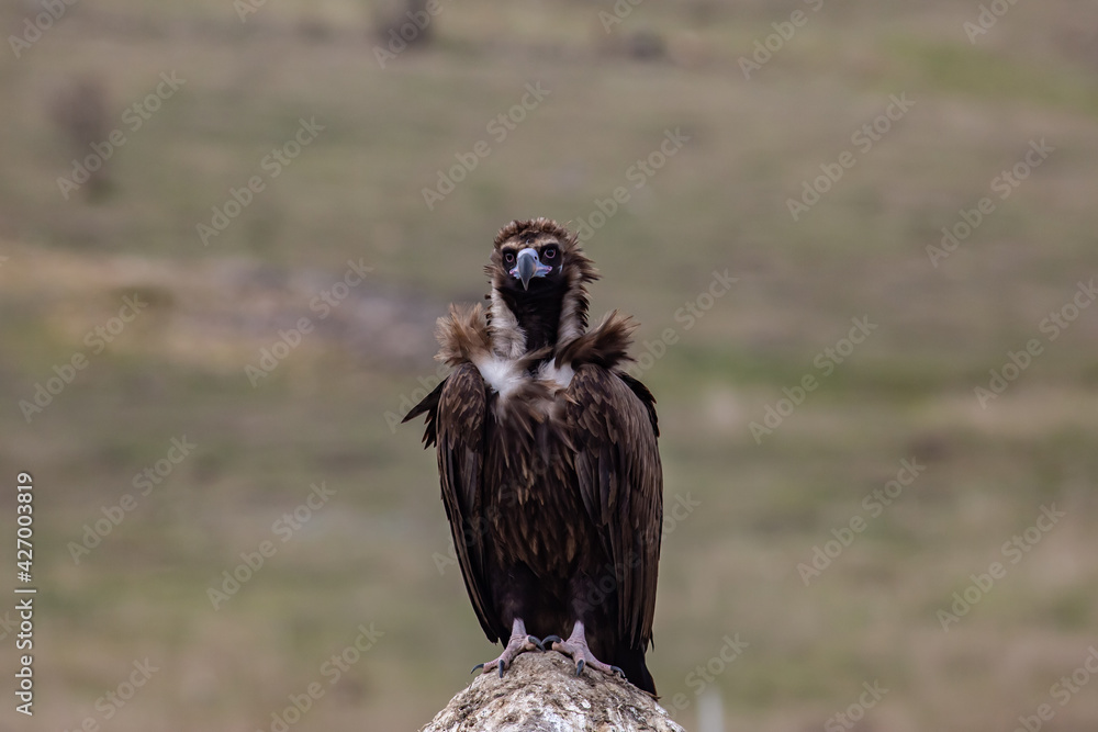 Fototapeta premium Cinereous Vulture, (Aegypius monachus) in its natural habitat. Wildlife.