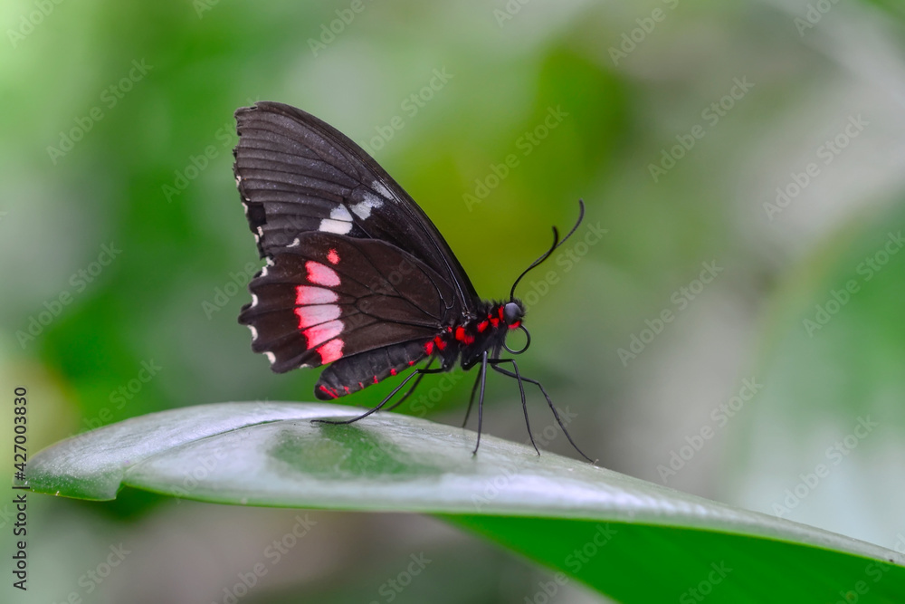 Macro shots, Beautiful nature scene. Closeup beautiful butterfly sitting on the flower in a summer garden. Macro shots, Beautiful nature scene. Closeup beautiful butterfly sitting on the flower in a summer garden.