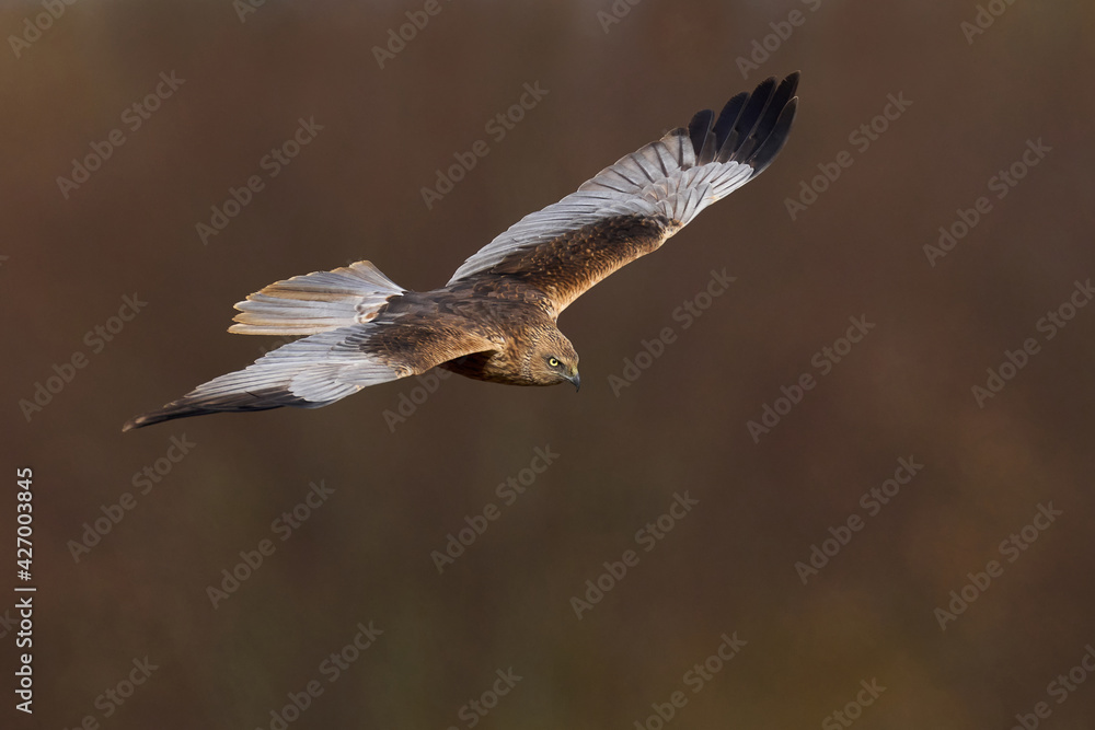 Western marsh harrier (Circus aeruginosus) Western marsh harrier (Circus aeruginosus)