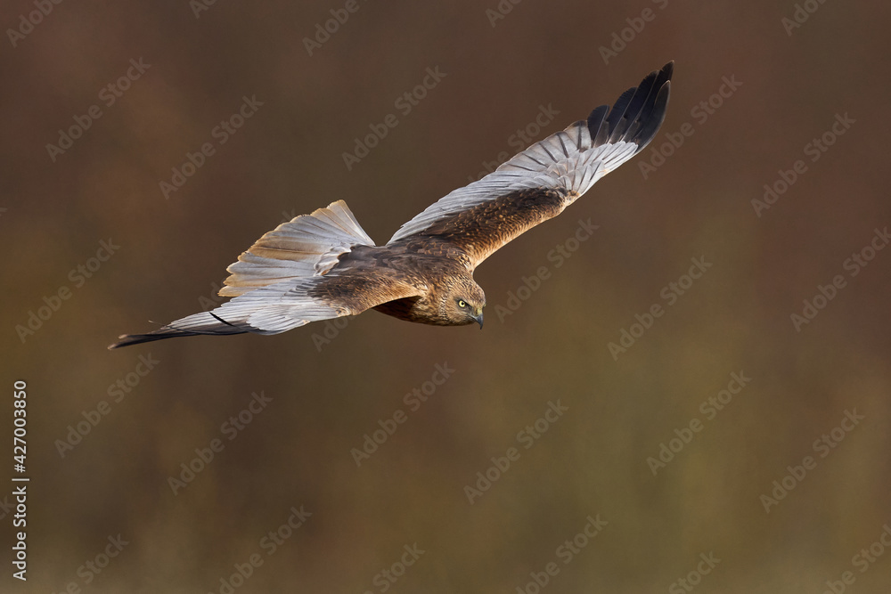 Western marsh harrier (Circus aeruginosus) Western marsh harrier (Circus aeruginosus)