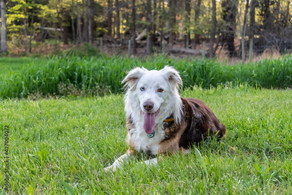 A single dog laying on a bed of green grass. A single dog laying on a bed of green grass.
