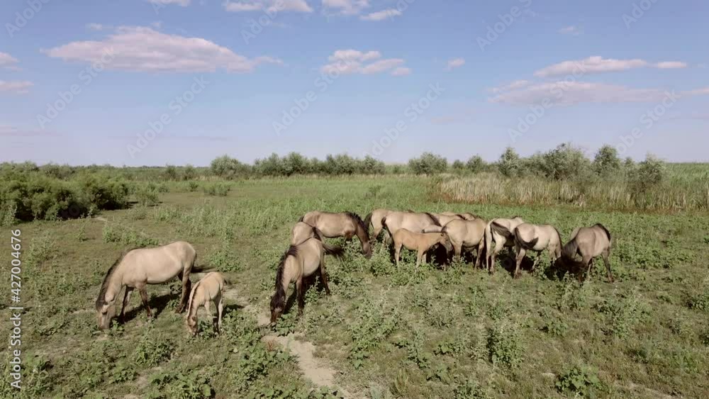 Aerial view, Herd of wild horses grazes on a green meadow. Konik or Polish primitive horse. Top view, Slow motion. Ermakov island, Danube Biosphere Reserve in Danube delta, Ukraine Aerial view, Herd of wild horses grazes on a green meadow. Konik or Polish primitive horse. Top view, Slow motion. Ermakov island, Danube Biosphere Reserve in Danube delta, Ukraine