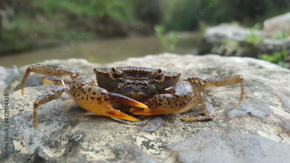 crab on the rock,Parathelphusa convexa.river crab crab on the rock,Parathelphusa convexa.river crab
