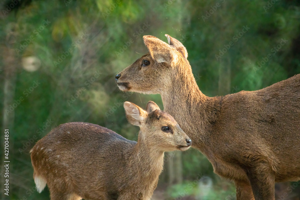 Natural deer in Thung Kramang Wildlife Sanctuary, Chaiyaphum Province, Thailand Natural deer in Thung Kramang Wildlife Sanctuary, Chaiyaphum Province, Thailand