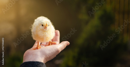 Fototapeta Naklejka Na Ścianę i Meble -  Chicken in hand. Poultry farm.