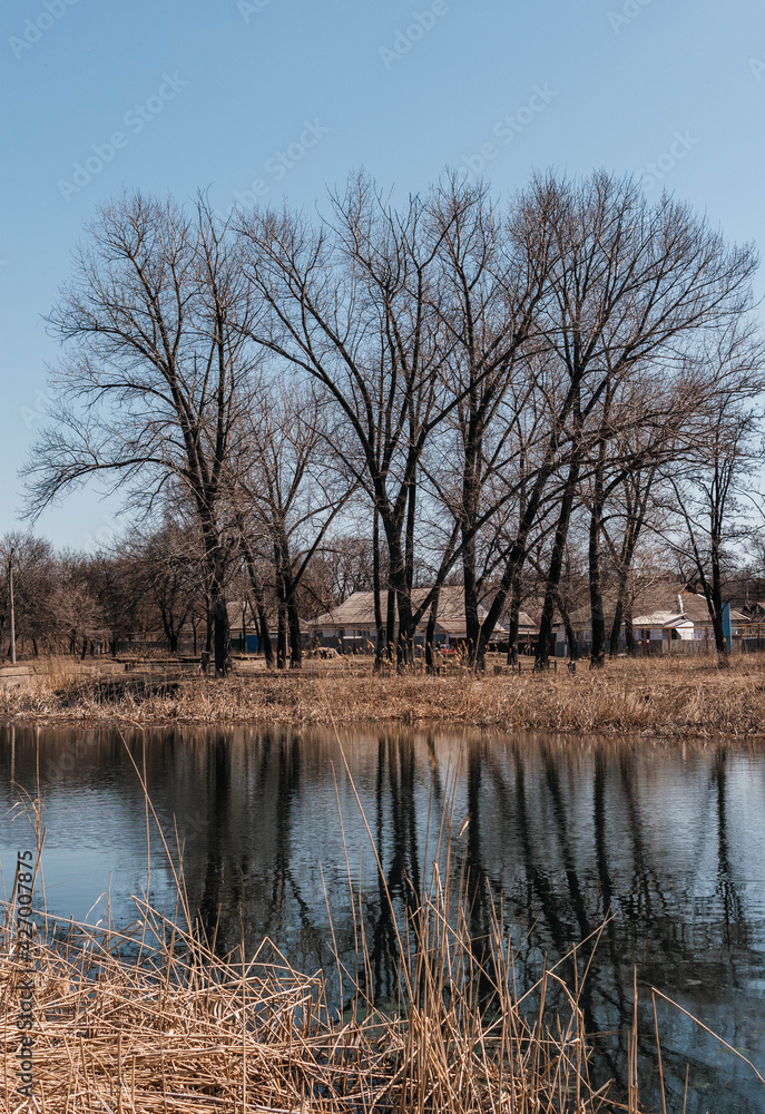 Fototapeta premium tree in the water