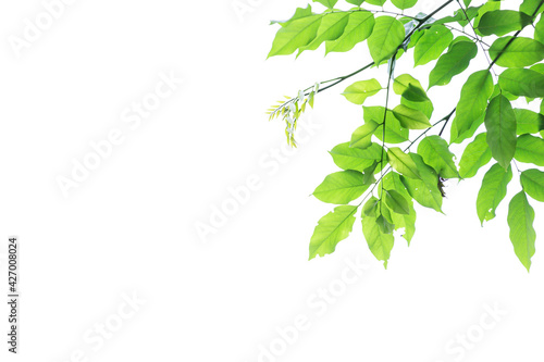 Green leaf branches isolated on white background