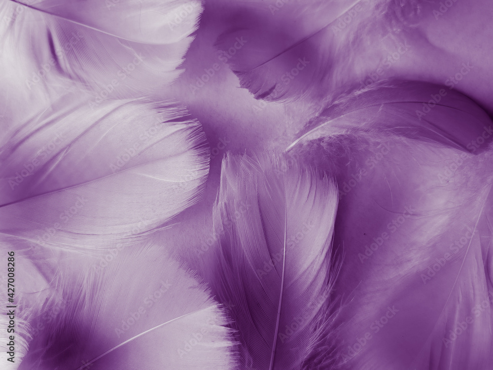 Beautiful abstract purple feathers on white background, black feather  texture on dark pattern and purple background, colorful feather wallpaper,  love theme, valentines day, light purple gradient Stock Photo | Adobe Stock