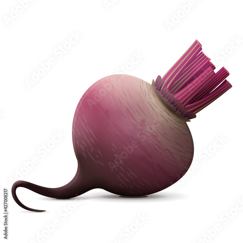 Raw beetroot without leaves close up. Ripe beet whole tuber isolated on white background. Vector illustration about agriculture, vegetables, cooking, health food, gastronomy, olericulture, etc