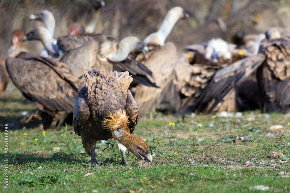 The griffon vulture (Gyps fulvus) with prey in the background of other vultures. A large vulture in the foreground with its head contaminated with blood and excrement during feeding. The griffon vulture (Gyps fulvus) with prey in the background of other vultures. A large vulture in the foreground with its head contaminated with blood and excrement during feeding.