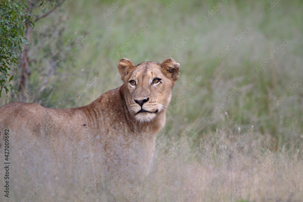 Fototapeta premium Lioness Standing