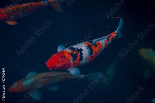 group of fishes of different colors seen from above in a pond
