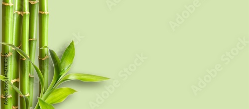 Green bamboo branches on green background space for text