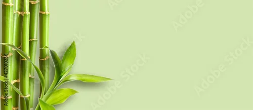 Obraz  z motywem Green bamboo branches on green background space for text