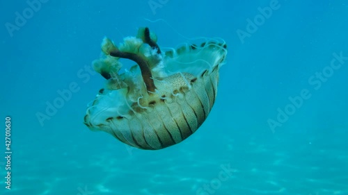 Closep-up of Compass jellyfish (Chrysaora hysoscella) swim in the blue water in sunrays. Adriatic Sea, Montenegro, Europe photo