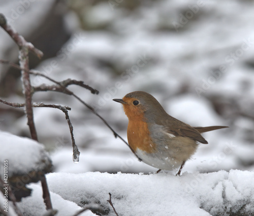 Robin redbreast perched on a branch in the snow. © Stephen Ellis 35