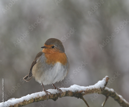 Robin redbreast perched on a branch in the snow. © Stephen Ellis 35