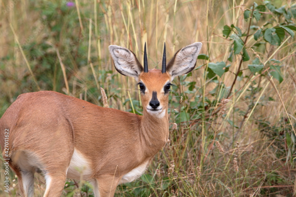 Steenbok