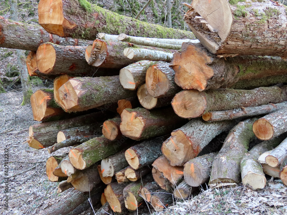Naklejka premium Heap of felled beech tree wood trunks with markings on the ends of each one