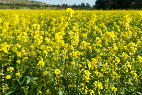 Yellow rapeseed flowers in the field