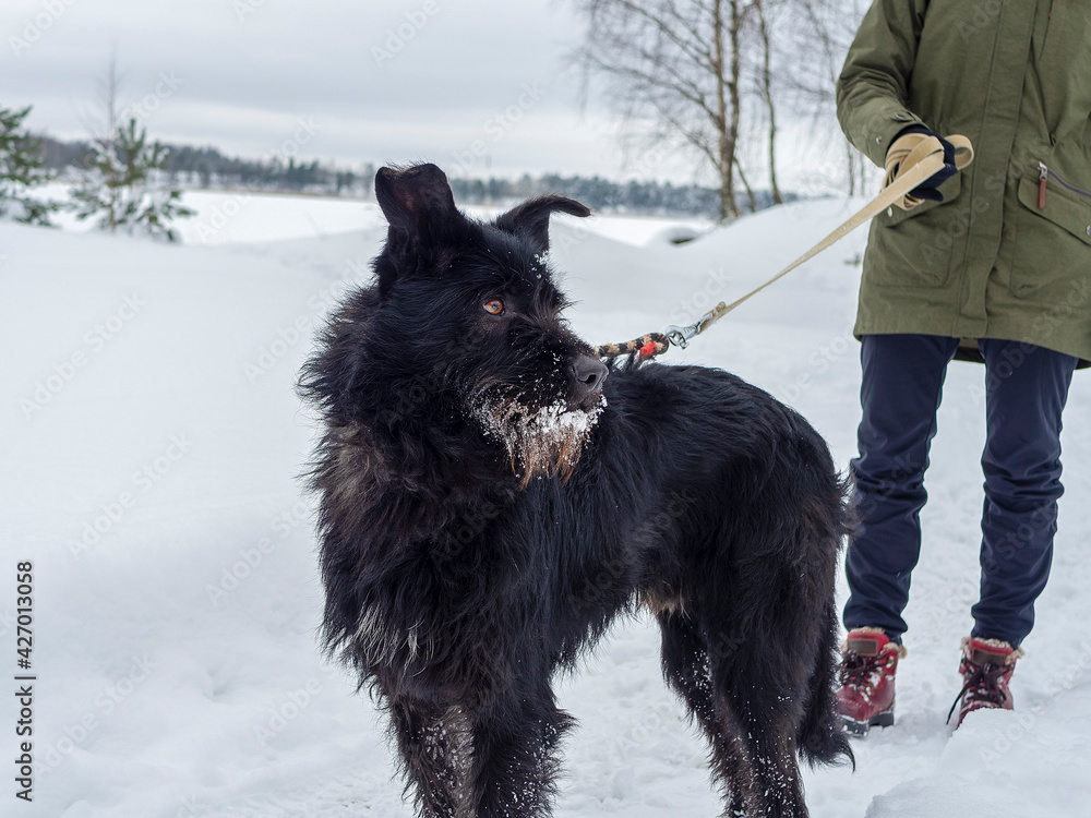 Naklejka premium Black pet dog with snow.. Playing with the snow. Adorable dog enjoying her time, winter time. Copy space