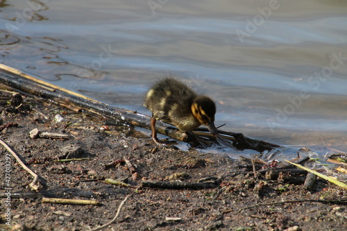 duckling fishing