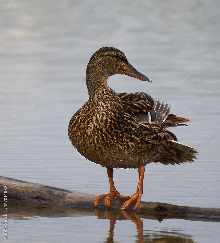 Fototapeta premium Bird