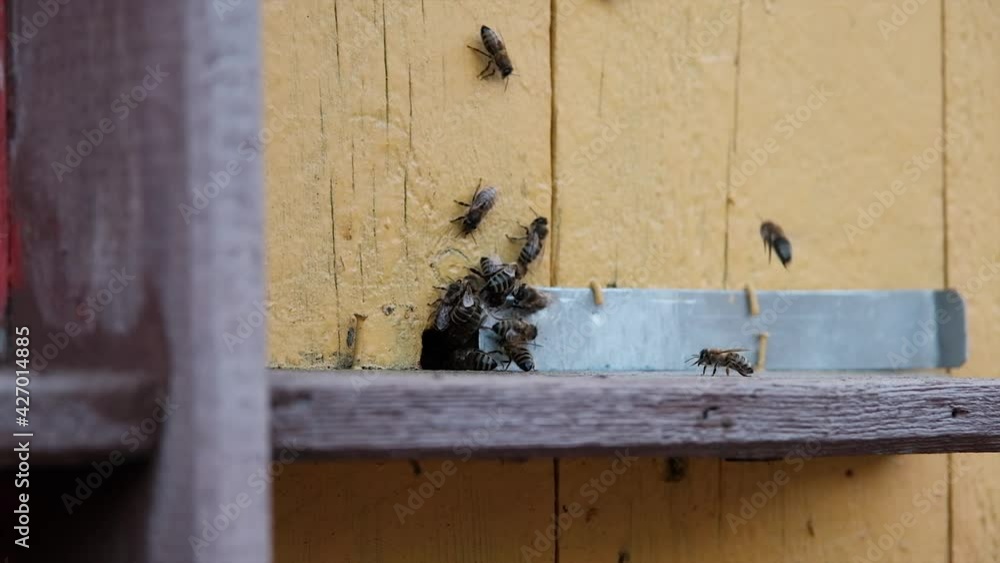 Bees crawling at the entrance to the hive, bee family. Bees flying around the beehives in the apiary. Honey bee. Wooden bee houses in the garden. Close up shot Bees crawling at the entrance to the hive, bee family. Bees flying around the beehives in the apiary. Honey bee. Wooden bee houses in the garden. Close up shot
