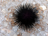 Black sea urchin on a rocky beach