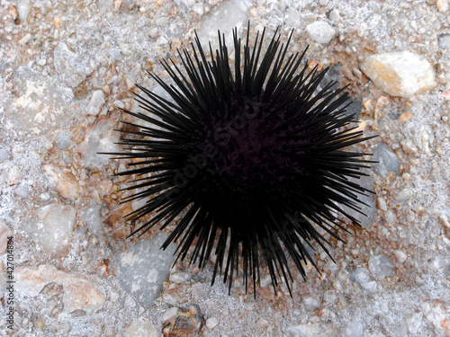 Black sea urchin on a rocky beach © Yozhik