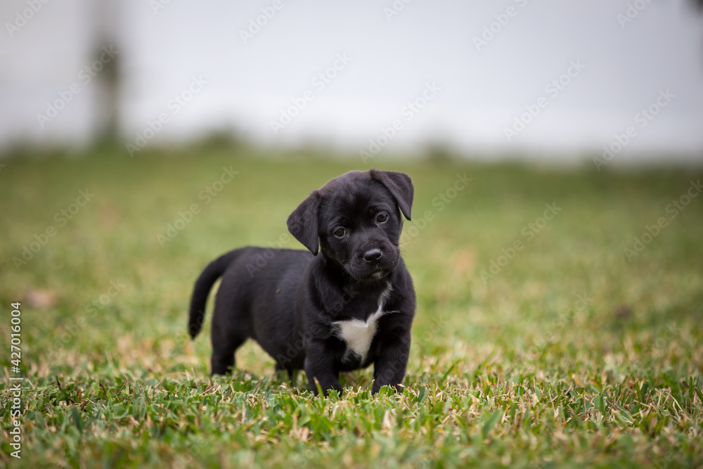 Six week old black and white puppy