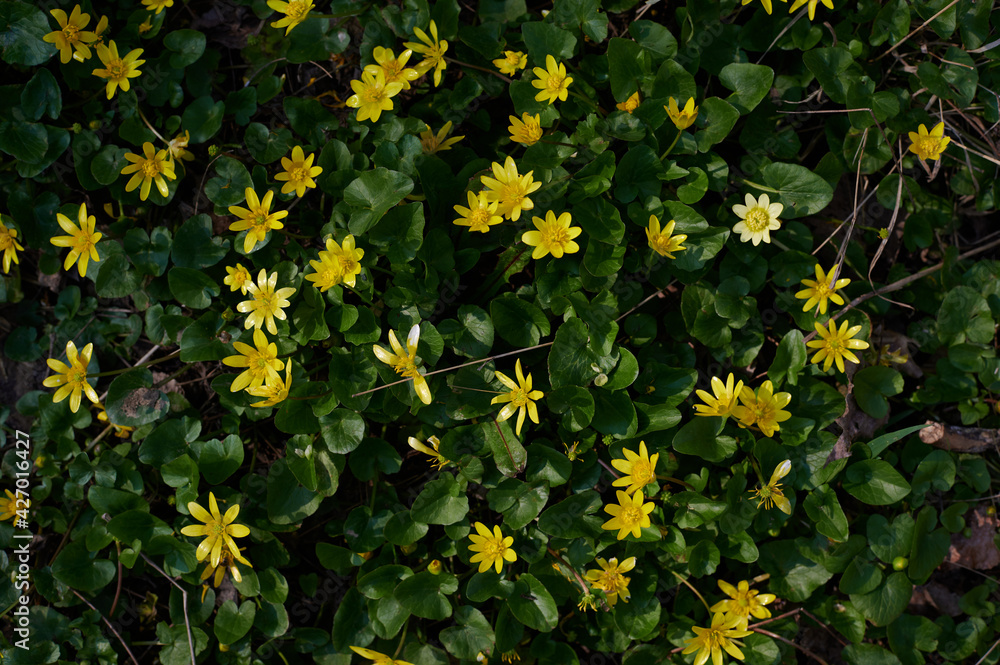 spring yellow flowers close-up view from above in green grass spring yellow flowers close-up view from above in green grass