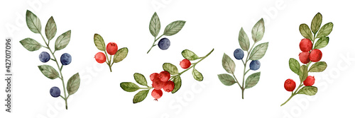 Set of watercolor sprigs of lingonberry and blueberry isolated on white background. Forest wild berries.