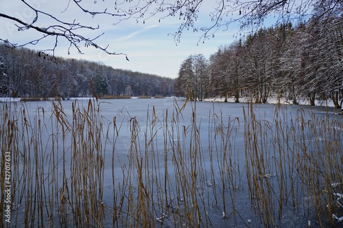 Fototapeta Naklejka Na Ścianę i Meble -  Burgbacher Waldweiher im Winter