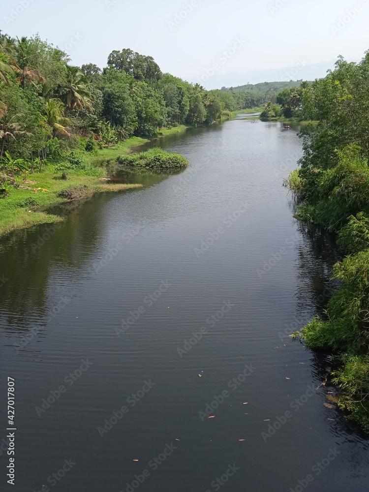 Fototapeta premium river in the forest