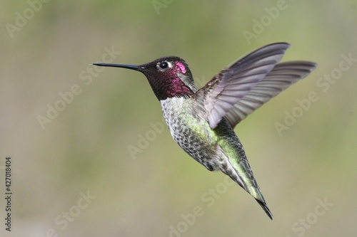 Flying hummingbird beak wings