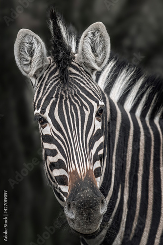 Chapman s zebra  Equus quagga chapmani  Close up of the face of a zebra