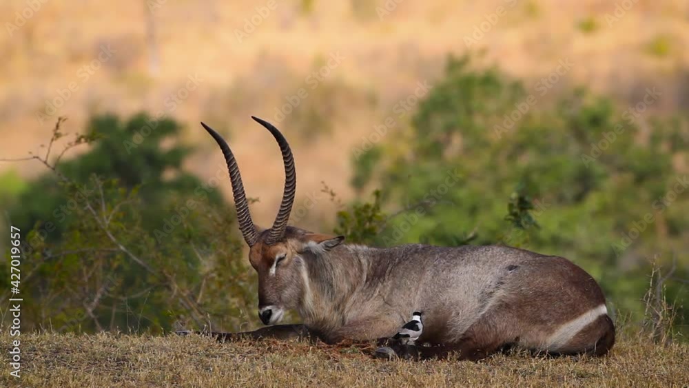 Common Waterbuck male lying down and ruminating in Kruger National park, South Africa ; Specie Kobus ellipsiprymnus family of Bovidae Common Waterbuck male lying down and ruminating in Kruger National park, South Africa ; Specie Kobus ellipsiprymnus family of Bovidae