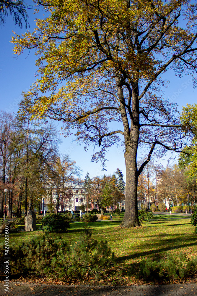 Fototapeta premium Park w Nowym Sączu.