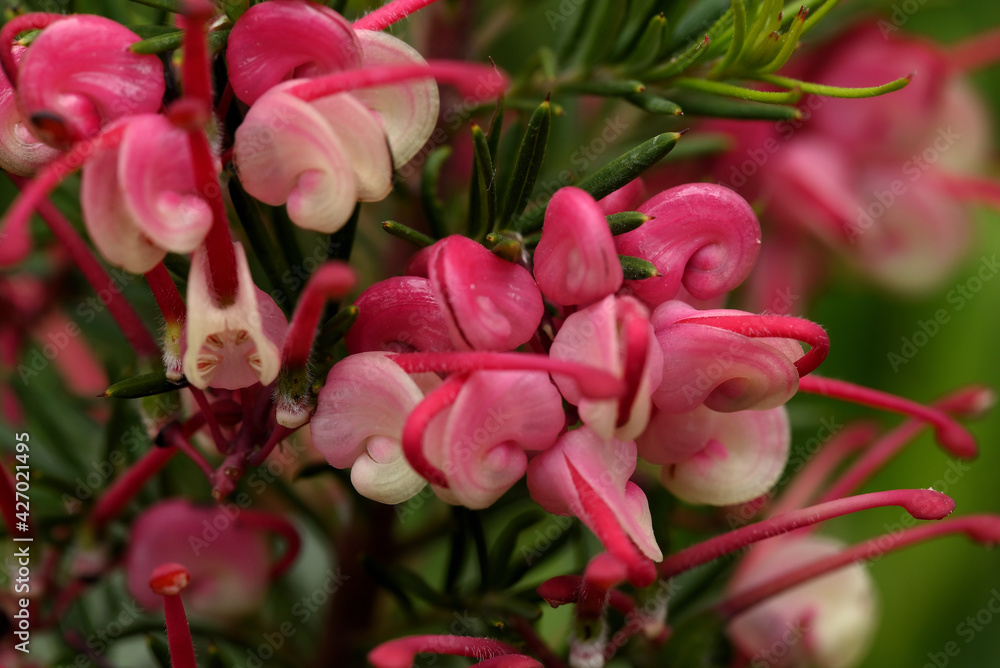 Fototapeta premium floraison du grevillea